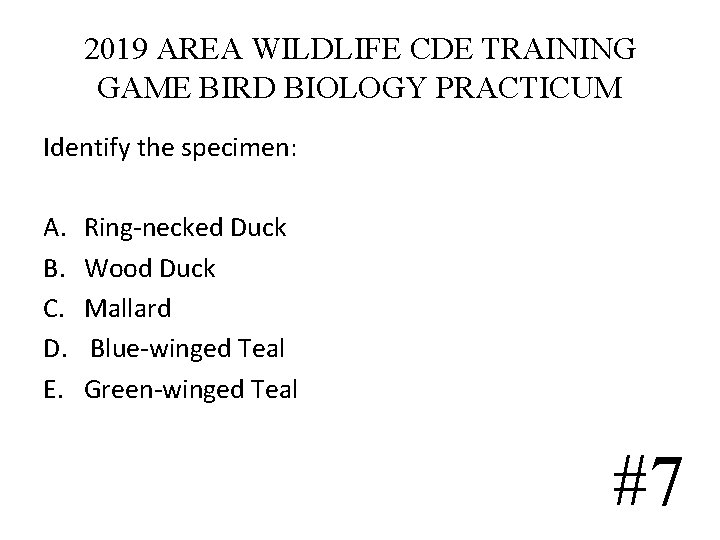 2019 AREA WILDLIFE CDE TRAINING GAME BIRD BIOLOGY PRACTICUM Identify the specimen: A. B. 2019 AREA WILDLIFE CDE TRAINING GAME BIRD BIOLOGY PRACTICUM Identify the specimen: A. B.