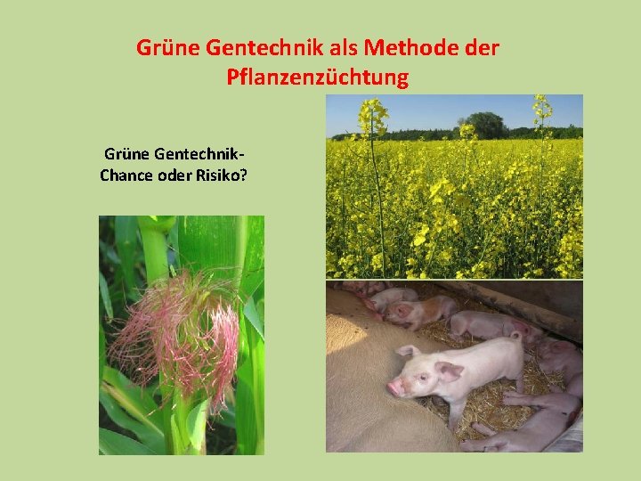 Grüne Gentechnik als Methode der Pflanzenzüchtung Grüne Gentechnik. Chance oder Risiko? 