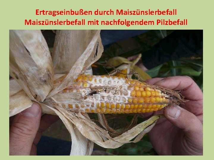 Ertragseinbußen durch Maiszünslerbefall mit nachfolgendem Pilzbefall 