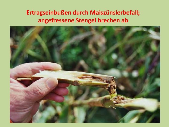 Ertragseinbußen durch Maiszünslerbefall; angefressene Stengel brechen ab 