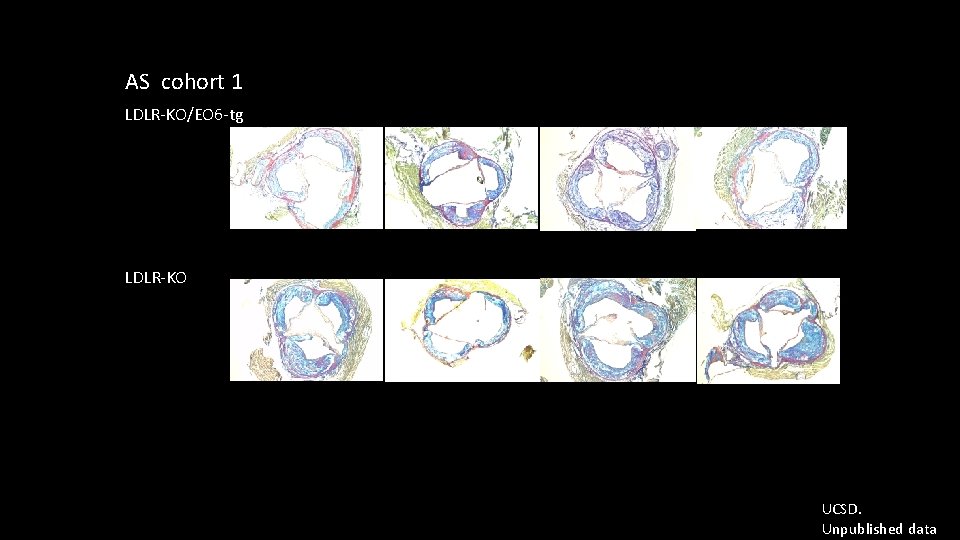 AS cohort 1 LDLR-KO/EO 6 -tg LDLR-KO UCSD. Unpublished data 