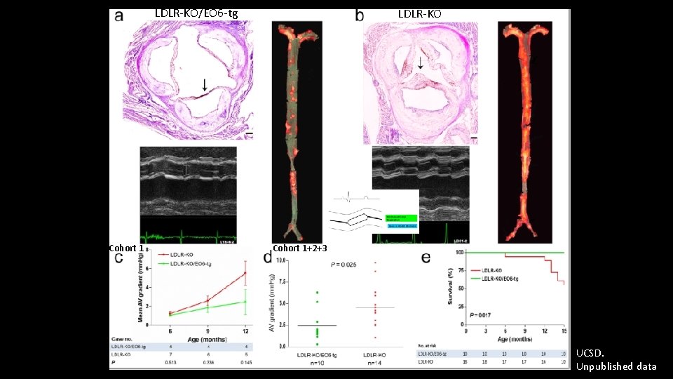 LDLR-KO/EO 6 -tg Cohort 1 LDLR-KO Cohort 1+2+3 UCSD. Unpublished data 