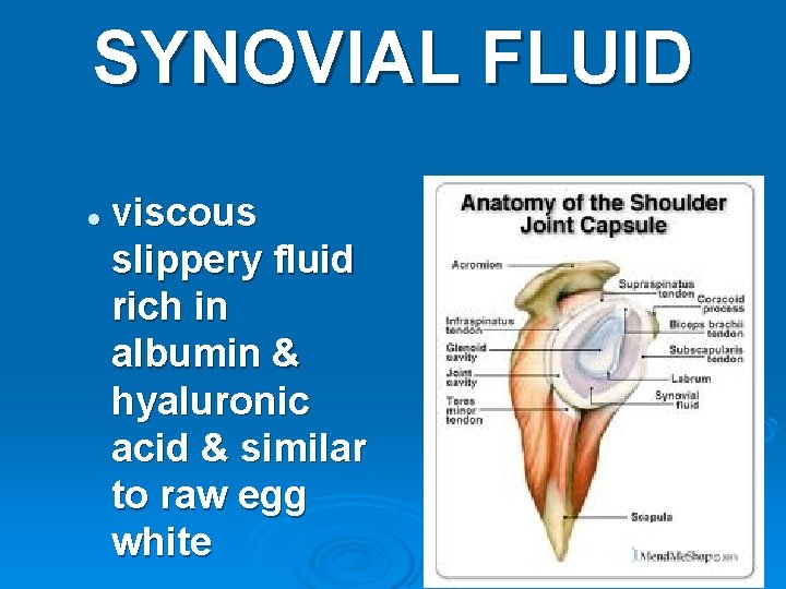 SYNOVIAL FLUID l viscous slippery fluid rich in albumin & hyaluronic acid & similar
