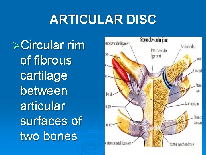 ARTICULAR DISC ØCircular rim of fibrous cartilage between articular surfaces of two bones 11
