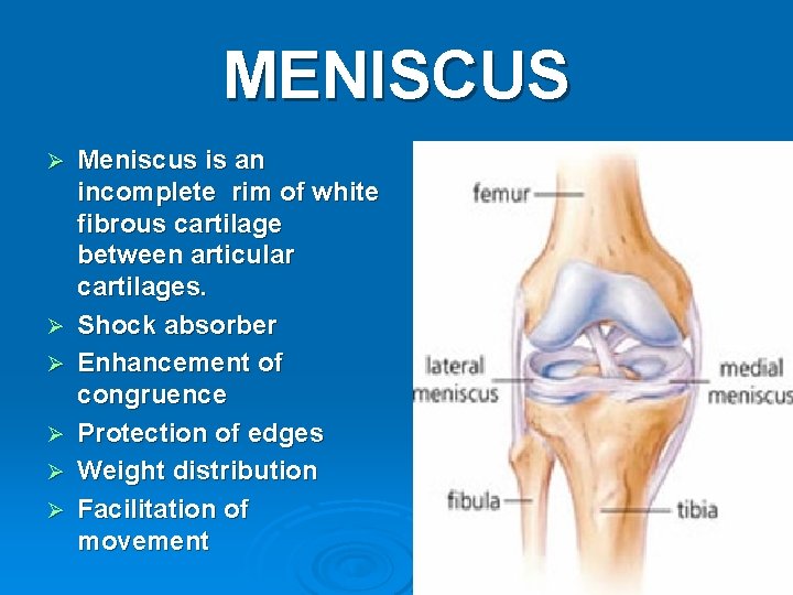 MENISCUS Ø Ø Ø Meniscus is an incomplete rim of white fibrous cartilage between