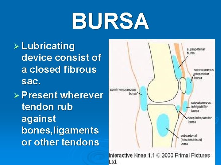 BURSA Ø Lubricating device consist of a closed fibrous sac. Ø Present wherever tendon