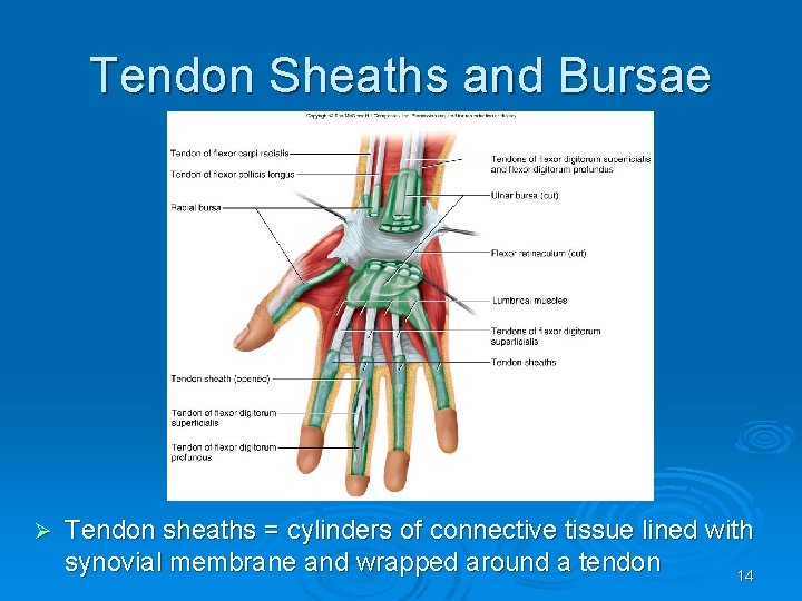 Tendon Sheaths and Bursae Ø Tendon sheaths = cylinders of connective tissue lined with