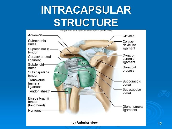 INTRACAPSULAR STRUCTURE 15 