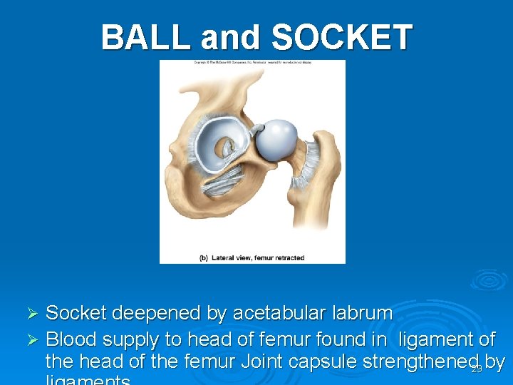BALL and SOCKET Socket deepened by acetabular labrum Ø Blood supply to head of