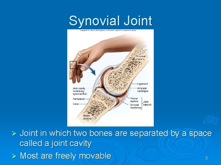 Synovial Joint in which two bones are separated by a space called a joint