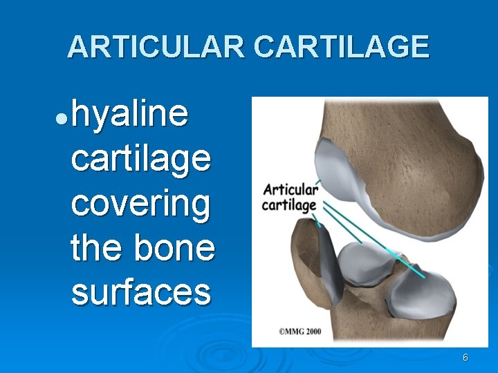 ARTICULAR CARTILAGE l hyaline cartilage covering the bone surfaces 6 