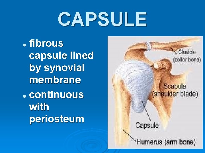 CAPSULE fibrous capsule lined by synovial membrane l continuous with periosteum l 7 