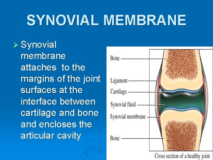 SYNOVIAL MEMBRANE Ø Synovial membrane attaches to the margins of the joint surfaces at