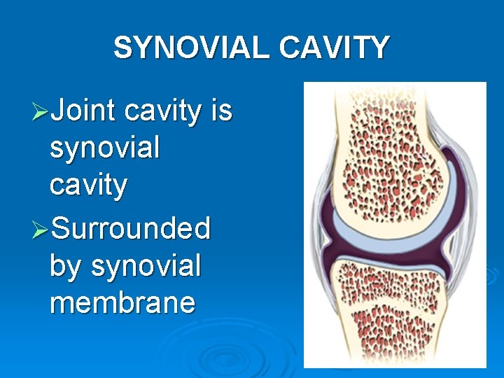 SYNOVIAL CAVITY ØJoint cavity is synovial cavity ØSurrounded by synovial membrane 9 