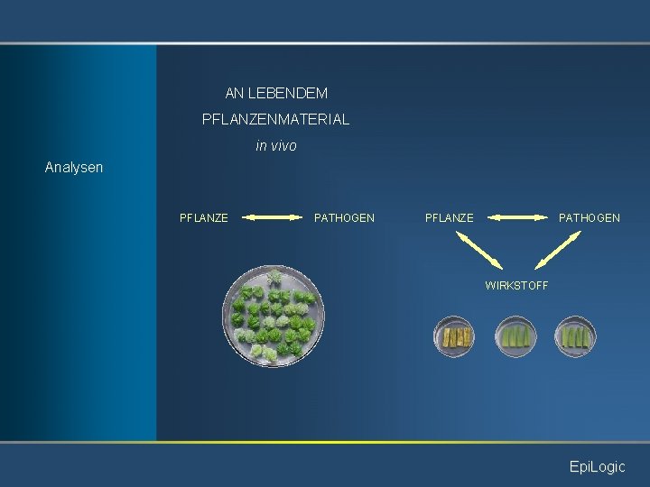 AN LEBENDEM PFLANZENMATERIAL in vivo Analysen PFLANZE PATHOGEN WIRKSTOFF Epi. Logic 