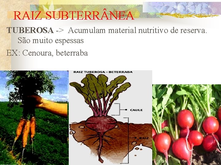 RAIZ SUBTERR NEA TUBEROSA -> Acumulam material nutritivo de reserva. São muito espessas EX: