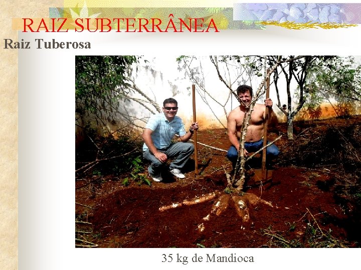 RAIZ SUBTERR NEA Raiz Tuberosa 35 kg de Mandioca 