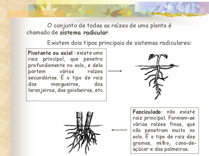 O conjunto de todas as raízes de uma planta é chamado de sistema radicular.