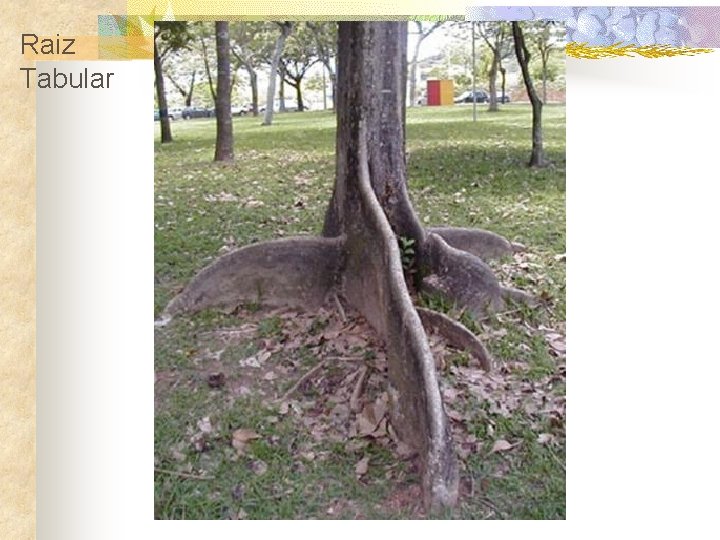 Raiz Tabular 