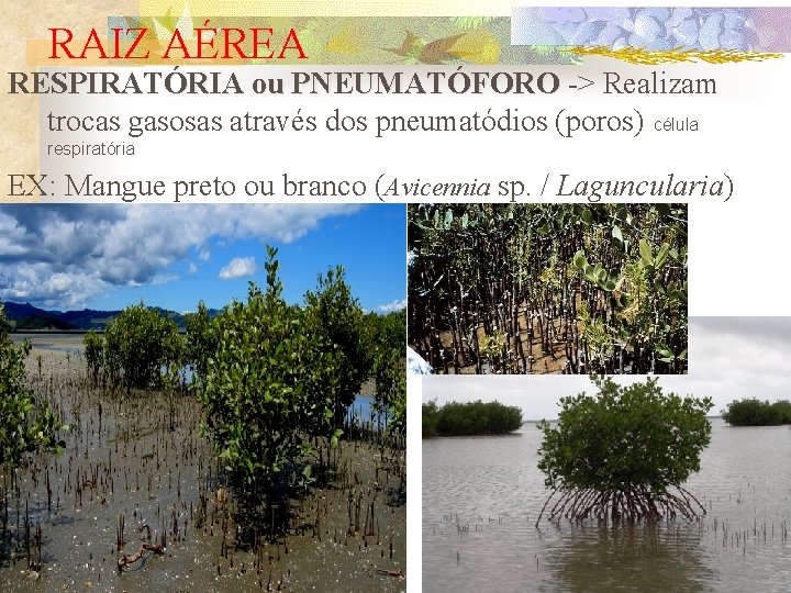 RAIZ AÉREA RESPIRATÓRIA ou PNEUMATÓFORO -> Realizam trocas gasosas através dos pneumatódios (poros) célula