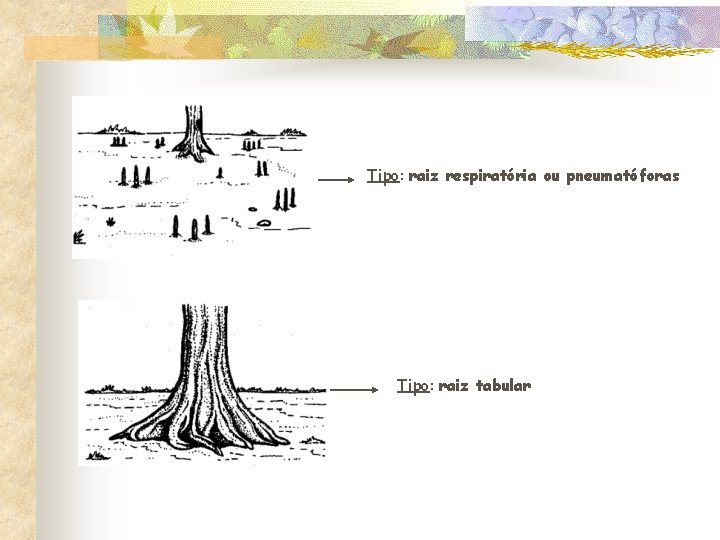 Tipo: raiz respiratória ou pneumatóforas Tipo: raiz tabular 