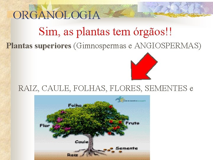 ORGANOLOGIA Sim, as plantas tem órgãos!! Plantas superiores (Gimnospermas e ANGIOSPERMAS) RAIZ, CAULE, FOLHAS,