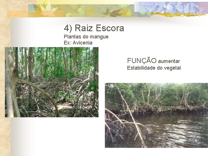 4) Raiz Escora Plantas do mangue Ex: Avicenia FUNÇÃO aumentar Estabilidade do vegetal 