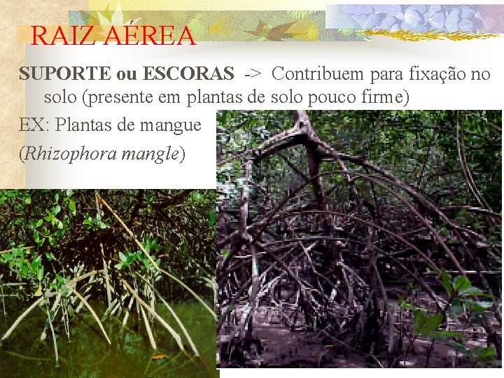 RAIZ AÉREA SUPORTE ou ESCORAS -> Contribuem para fixação no solo (presente em plantas