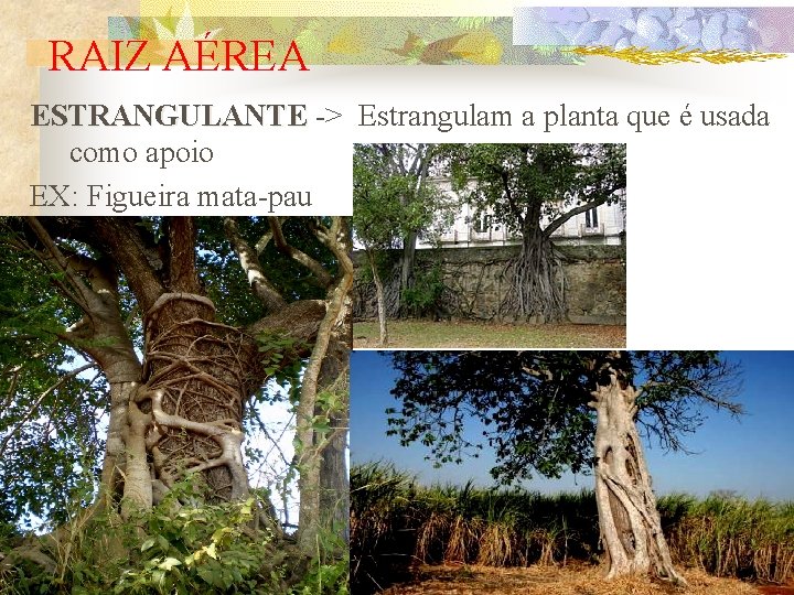 RAIZ AÉREA ESTRANGULANTE -> Estrangulam a planta que é usada como apoio EX: Figueira