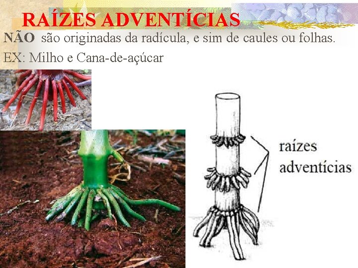 RAÍZES ADVENTÍCIAS NÃO são originadas da radícula, e sim de caules ou folhas. EX: