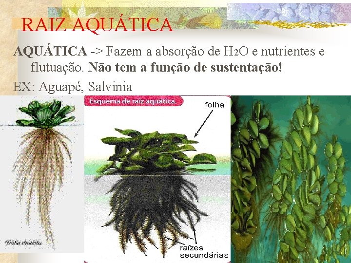 RAIZ AQUÁTICA -> Fazem a absorção de H 2 O e nutrientes e flutuação.