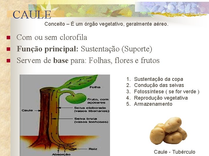 CAULE Conceito – É um órgão vegetativo, geralmente aéreo. n n n Com ou