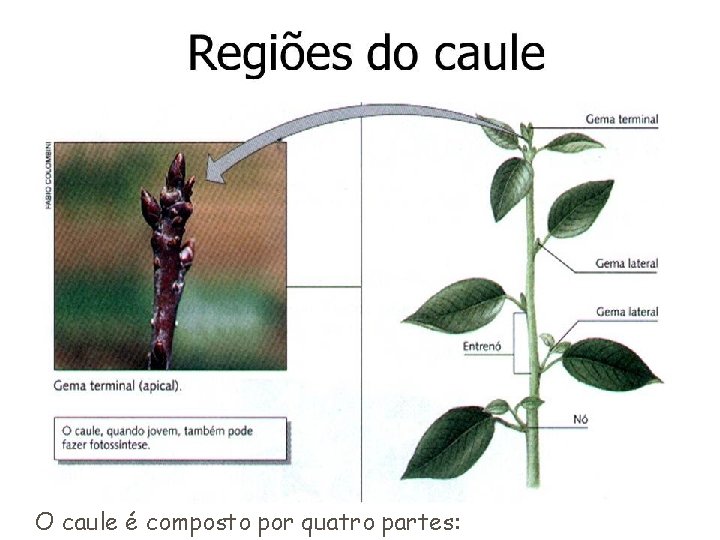 O caule é composto por quatro partes: 