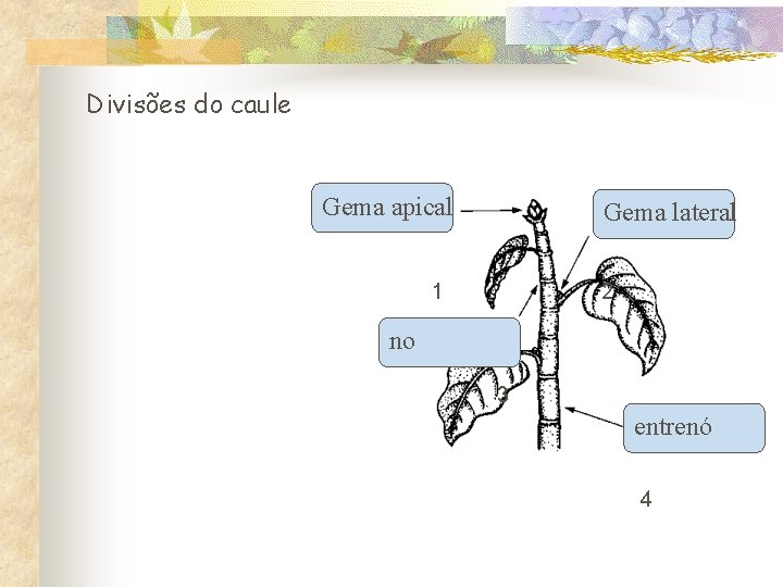 Divisões do caule Gema apical Gema lateral 1 2 no 3 entrenó 4 