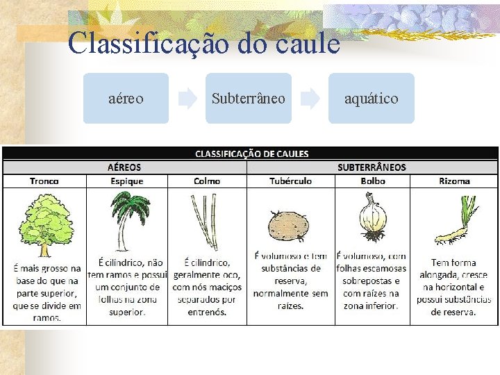 Classificação do caule aéreo Subterrâneo aquático 