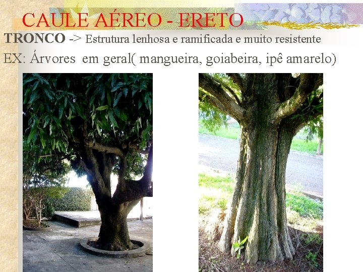 CAULE AÉREO - ERETO TRONCO -> Estrutura lenhosa e ramificada e muito resistente EX: