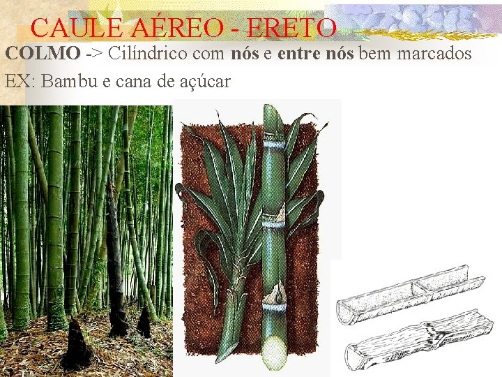 CAULE AÉREO - ERETO COLMO -> Cilíndrico com nós e entre nós bem marcados