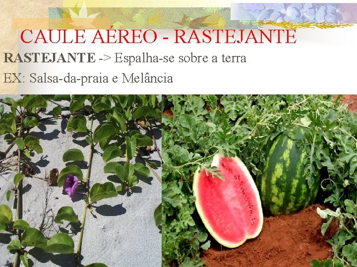 CAULE AÉREO - RASTEJANTE -> Espalha-se sobre a terra EX: Salsa-da-praia e Melância 