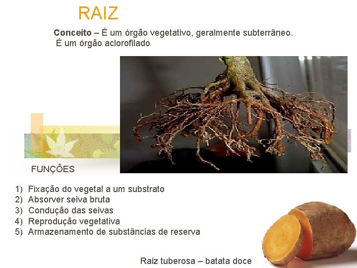 RAIZ Conceito – É um órgão vegetativo, geralmente subterrâneo. É um órgão aclorofilado FUNÇÕES