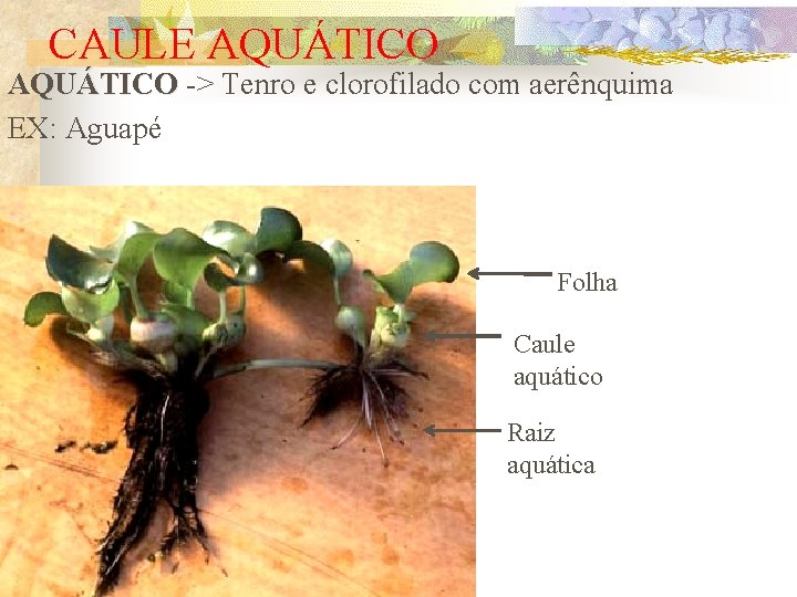 CAULE AQUÁTICO -> Tenro e clorofilado com aerênquima EX: Aguapé Folha Caule aquático Raiz
