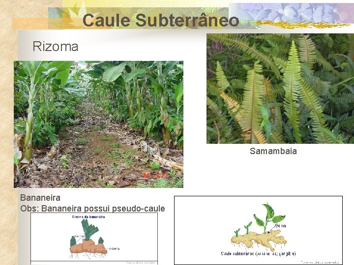 Caule Subterrâneo Rizoma Samambaia Bananeira Obs: Bananeira possui pseudo-caule 