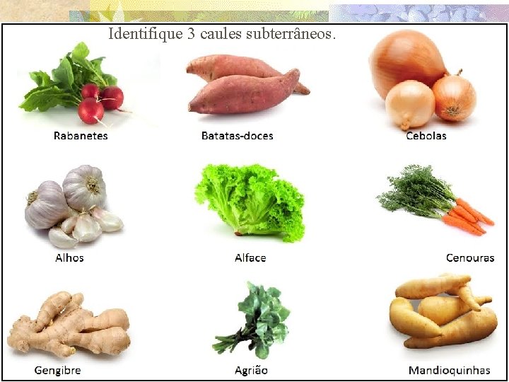 Identifique 3 caules subterrâneos. 