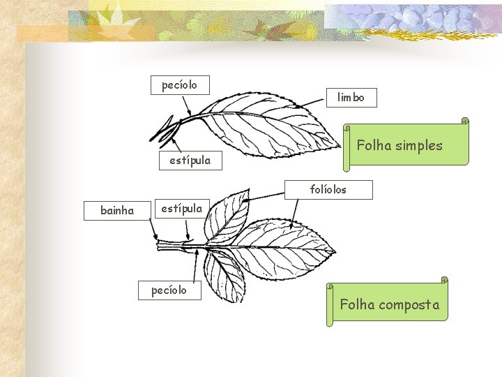 pecíolo limbo Folha simples estípula folíolos bainha estípula pecíolo Folha composta 