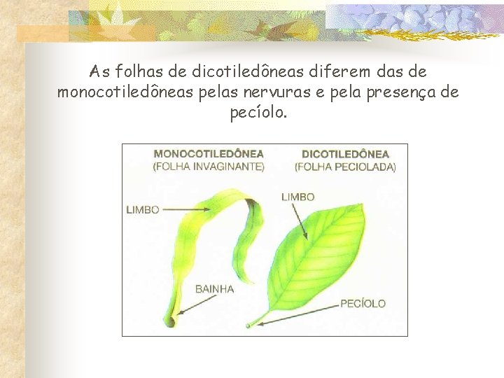 As folhas de dicotiledôneas diferem das de monocotiledôneas pelas nervuras e pela presença de