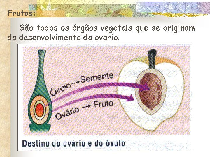 Frutos: São todos os órgãos vegetais que se originam do desenvolvimento do ovário. 