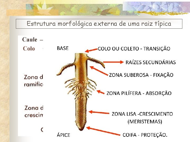 Estrutura morfológica externa de uma raiz típica 