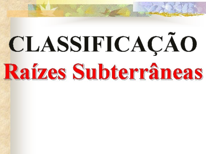 CLASSIFICAÇÃO Raízes Subterrâneas 