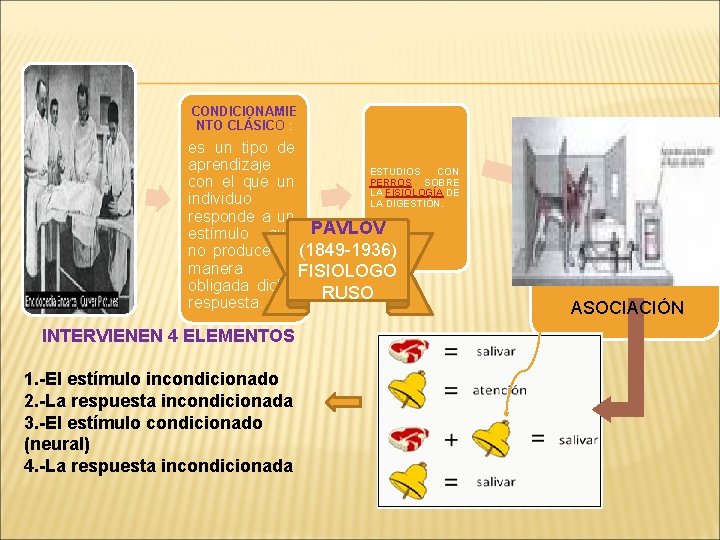 CONDICIONAMIE NTO CLÁSICO : es un tipo de aprendizaje ESTUDIOS CON PERROS SOBRE con