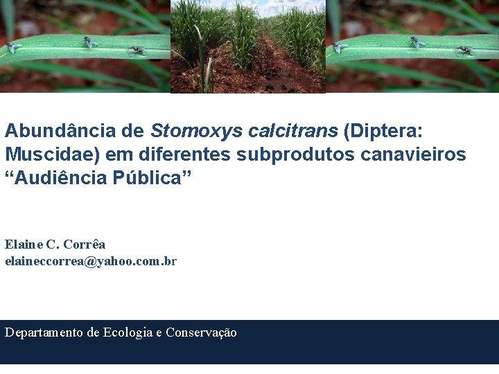 Abundância de Stomoxys calcitrans (Diptera: Muscidae) em diferentes subprodutos canavieiros “Audiência Pública” Elaine C.