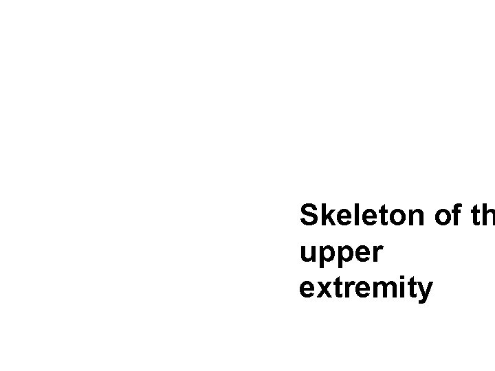 Skeleton of th upper extremity 